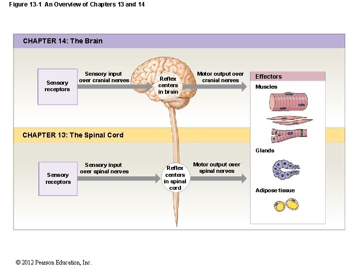 Figure 13 -1 An Overview of Chapters 13 and 14 CHAPTER 14: The Brain