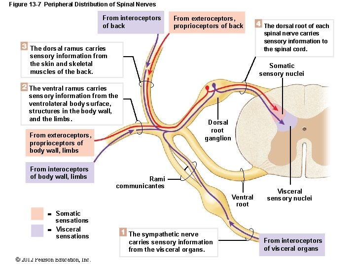 Figure 13 -7 Peripheral Distribution of Spinal Nerves From interoceptors of back From exteroceptors,