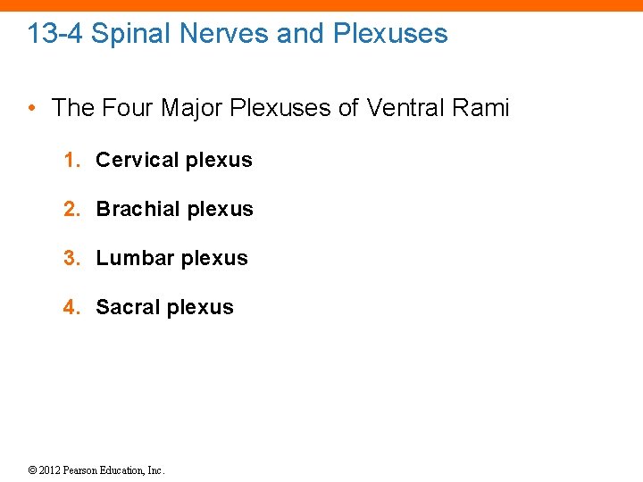 13 -4 Spinal Nerves and Plexuses • The Four Major Plexuses of Ventral Rami