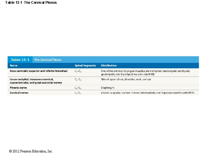 Table 13 -1 The Cervical Plexus © 2012 Pearson Education, Inc. 