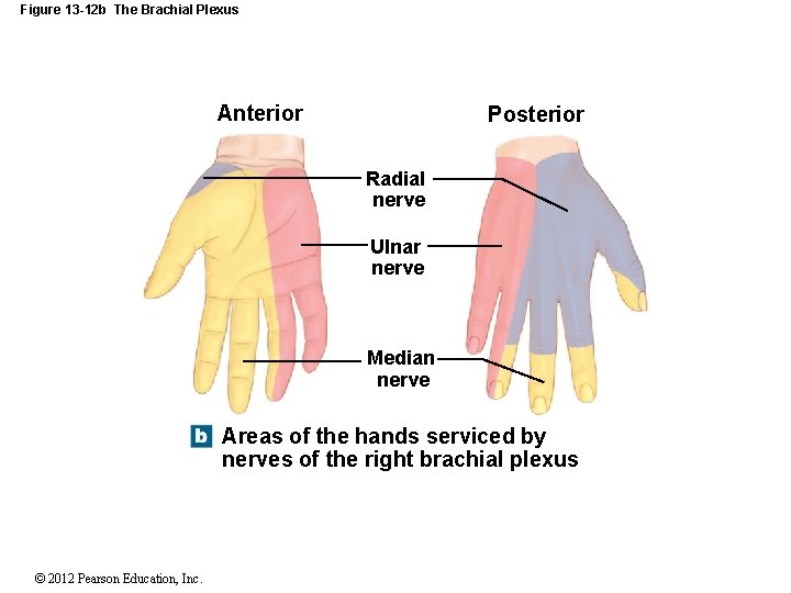 Figure 13 -12 b The Brachial Plexus Anterior Posterior Radial nerve Ulnar nerve Median