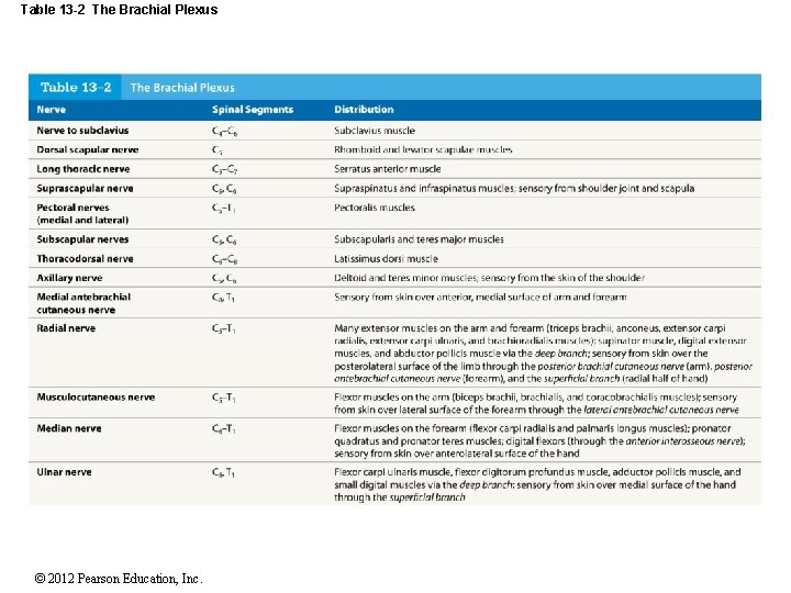 Table 13 -2 The Brachial Plexus © 2012 Pearson Education, Inc. 