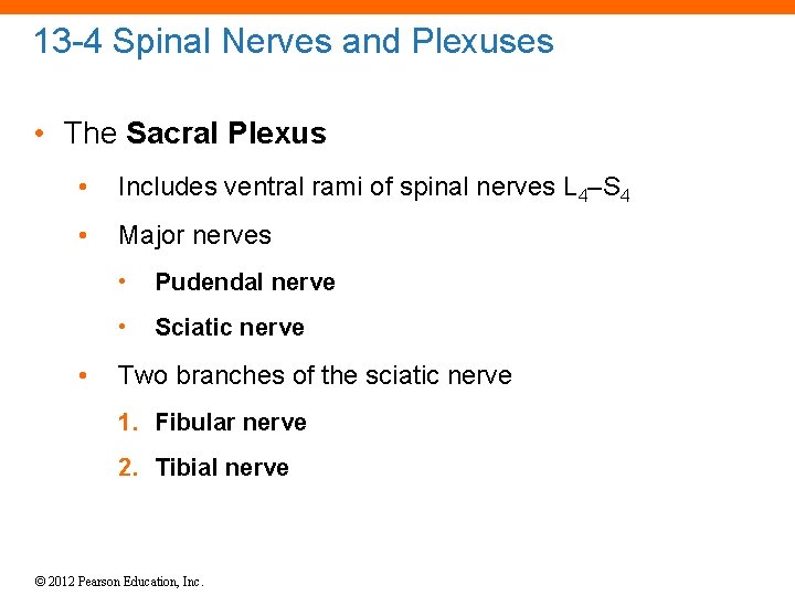 13 -4 Spinal Nerves and Plexuses • The Sacral Plexus • Includes ventral rami