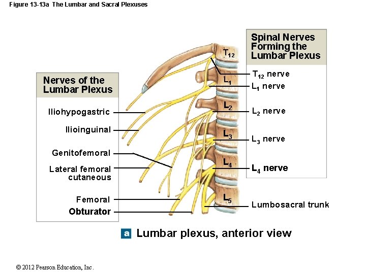 Figure 13 -13 a The Lumbar and Sacral Plexuses T 12 Nerves of the