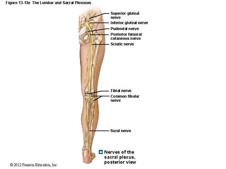 Figure 13 -13 e The Lumbar and Sacral Plexuses Superior gluteal nerve Inferior gluteal