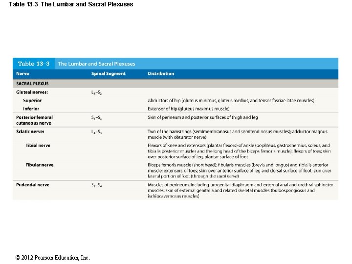 Table 13 -3 The Lumbar and Sacral Plexuses © 2012 Pearson Education, Inc. 