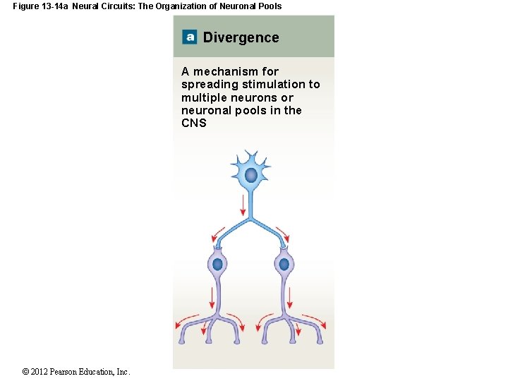 Figure 13 -14 a Neural Circuits: The Organization of Neuronal Pools Divergence A mechanism