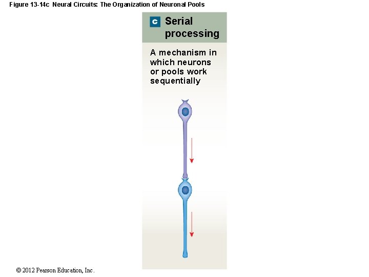 Figure 13 -14 c Neural Circuits: The Organization of Neuronal Pools Serial processing A