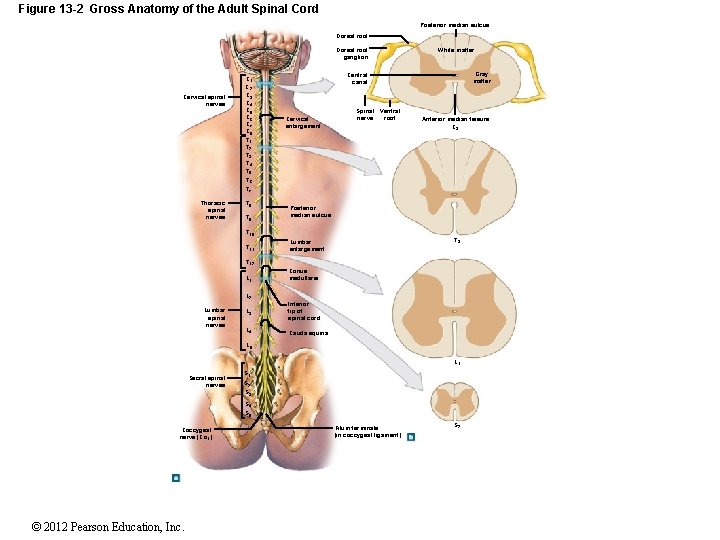 Figure 13 -2 Gross Anatomy of the Adult Spinal Cord Posterior median sulcus Dorsal