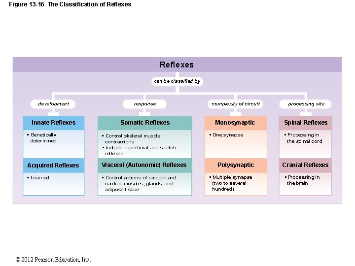 Figure 13 -16 The Classification of Reflexes can be classified by development response complexity