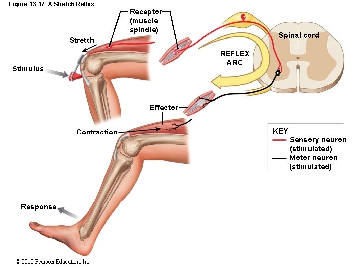 Figure 13 -17 A Stretch Reflex Receptor (muscle spindle) Spinal cord Stretch REFLEX ARC