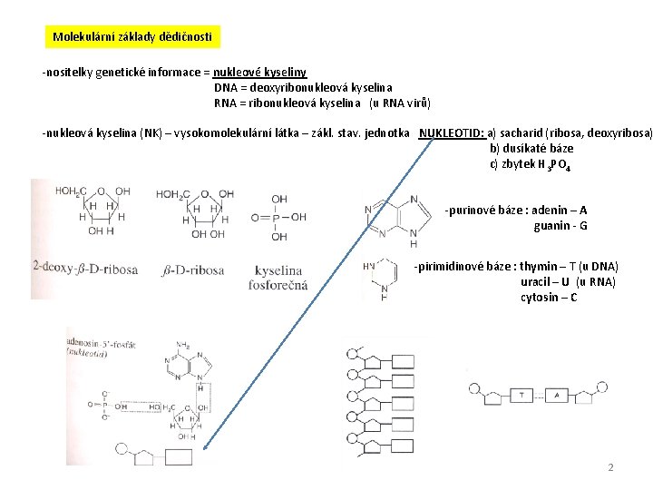 Molekulární základy dědičnosti -nositelky genetické informace = nukleové kyseliny DNA = deoxyribonukleová kyselina RNA