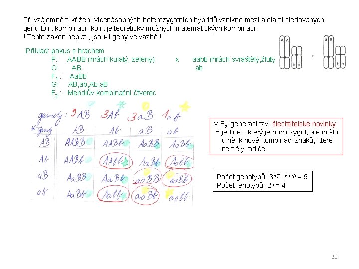 Při vzájemném křížení vícenásobných heterozygótních hybridů vznikne mezi alelami sledovaných genů tolik kombinací, kolik