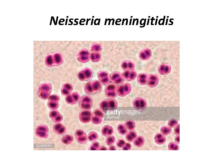 Neisseria meningitidis 