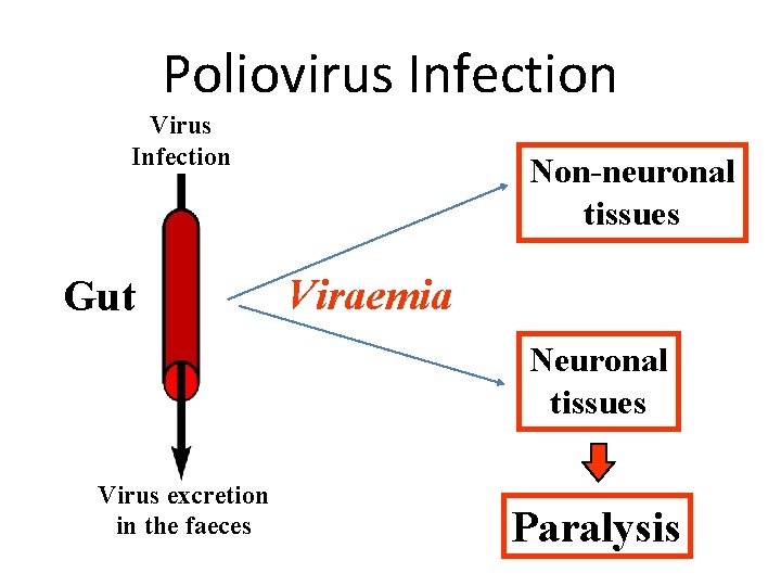 Poliovirus Infection Virus Infection Gut Non-neuronal tissues Viraemia Neuronal tissues Virus excretion in the