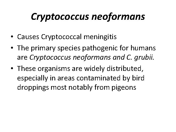 Cryptococcus neoformans • Causes Cryptococcal meningitis • The primary species pathogenic for humans are
