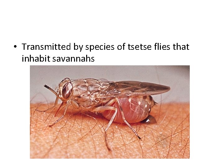  • Transmitted by species of tsetse flies that inhabit savannahs 