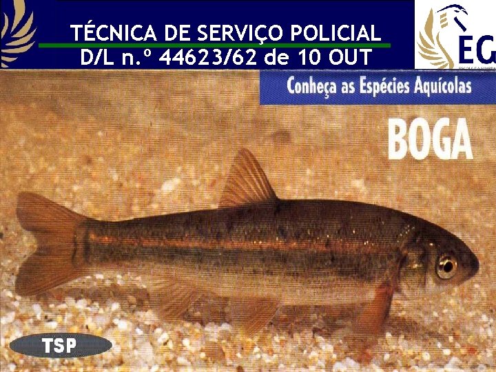 TÉCNICA DE SERVIÇO POLICIAL D/L n. º 44623/62 de 10 OUT 16 