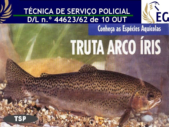 TÉCNICA DE SERVIÇO POLICIAL D/L n. º 44623/62 de 10 OUT 17 