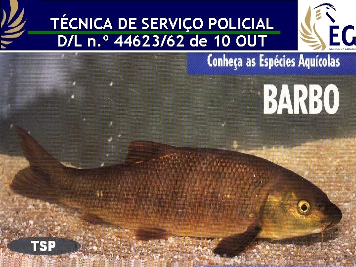 TÉCNICA DE SERVIÇO POLICIAL D/L n. º 44623/62 de 10 OUT 19 