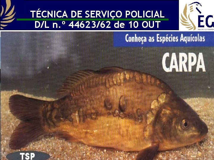 TÉCNICA DE SERVIÇO POLICIAL D/L n. º 44623/62 de 10 OUT 21 