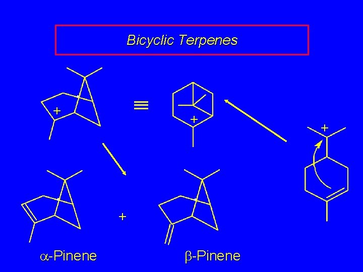 Bicyclic Terpenes + + + a-Pinene b-Pinene + 