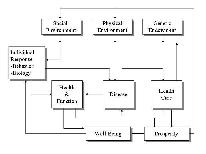 Social Environment Physical Environment Health & Function Disease Genetic Endowment Individual Response -Behavior -Biology