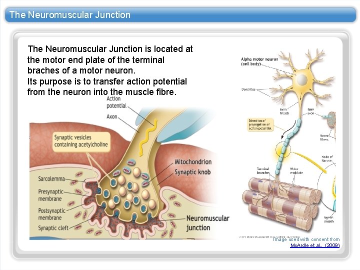 The Neuromuscular Junction is located at the motor end plate of the terminal braches The Neuromuscular Junction is located at the motor end plate of the terminal braches