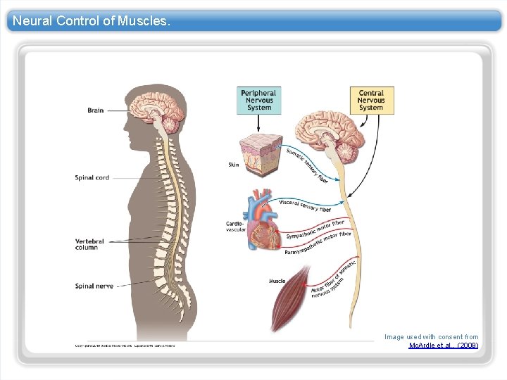 Neural Control of Muscles. Image used with consent from Mc. Ardle et al. , Neural Control of Muscles. Image used with consent from Mc. Ardle et al. ,
