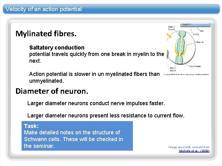 Velocity of an action potential Mylinated fibres. Saltatory conduction potential travels quickly from one Velocity of an action potential Mylinated fibres. Saltatory conduction potential travels quickly from one