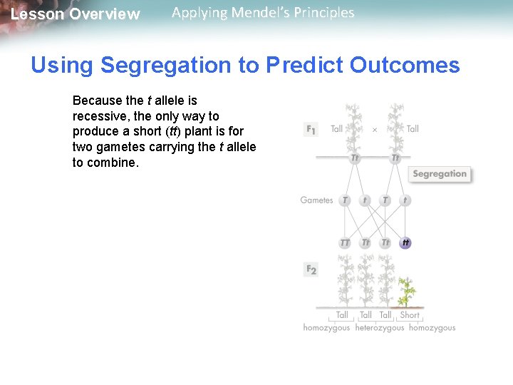 Lesson Overview Applying Mendel’s Principles Using Segregation to Predict Outcomes Because the t allele