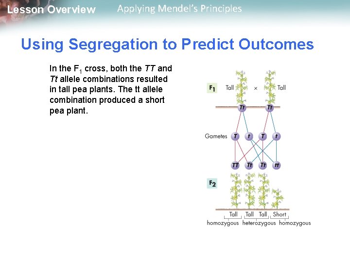 Lesson Overview Applying Mendel’s Principles Using Segregation to Predict Outcomes In the F 1