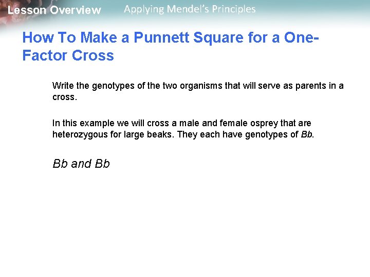 Lesson Overview Applying Mendel’s Principles How To Make a Punnett Square for a One.