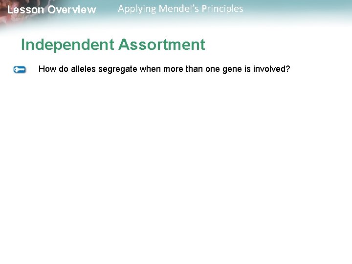 Lesson Overview Applying Mendel’s Principles Independent Assortment How do alleles segregate when more than