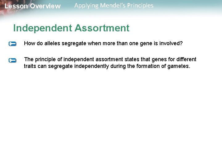 Lesson Overview Applying Mendel’s Principles Independent Assortment How do alleles segregate when more than