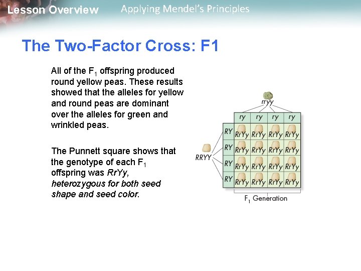 Lesson Overview Applying Mendel’s Principles The Two-Factor Cross: F 1 All of the F