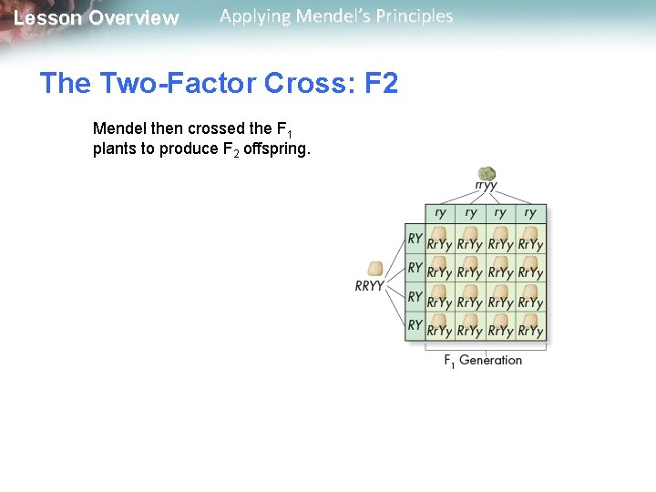 Lesson Overview Applying Mendel’s Principles The Two-Factor Cross: F 2 Mendel then crossed the