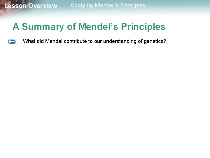 Lesson Overview Applying Mendel’s Principles A Summary of Mendel’s Principles What did Mendel contribute