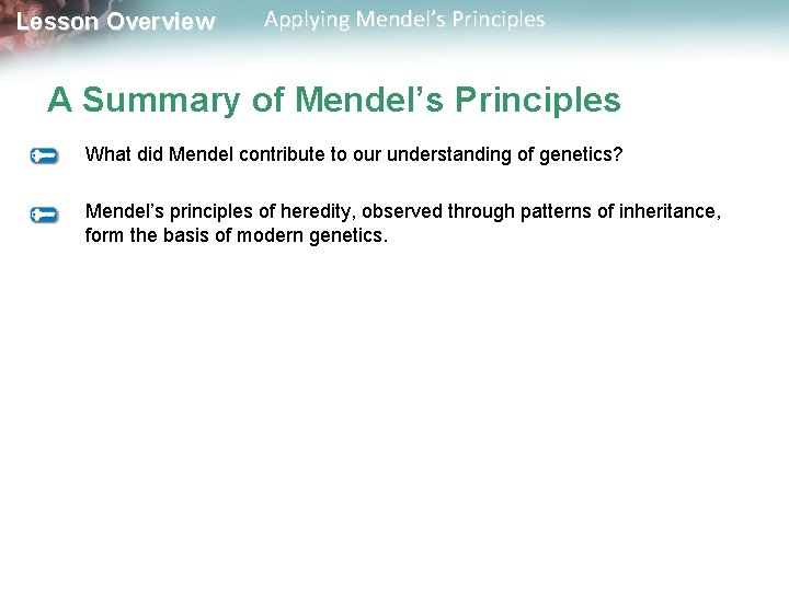 Lesson Overview Applying Mendel’s Principles A Summary of Mendel’s Principles What did Mendel contribute