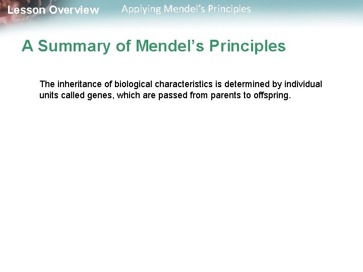 Lesson Overview Applying Mendel’s Principles A Summary of Mendel’s Principles The inheritance of biological