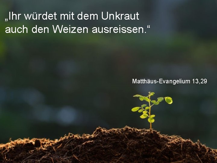 „Ihr würdet mit dem Unkraut auch den Weizen ausreissen. “ Matthäus-Evangelium 13, 29 