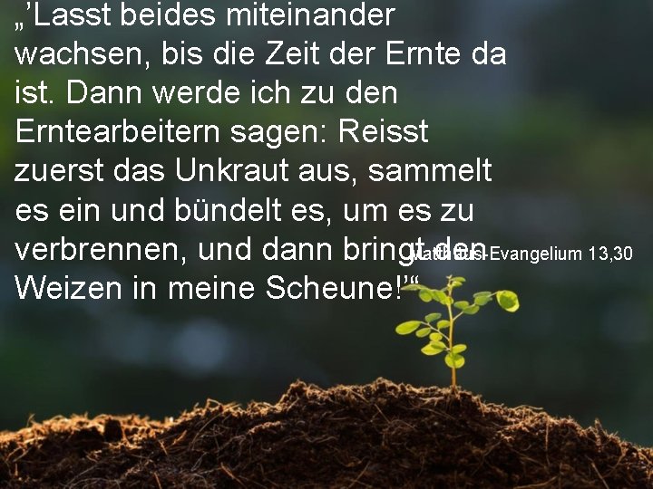 „’Lasst beides miteinander wachsen, bis die Zeit der Ernte da ist. Dann werde ich