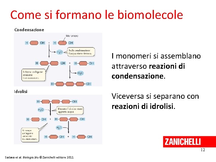 Come si formano le biomolecole Condensazione I monomeri si assemblano attraverso reazioni di condensazione.