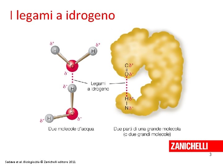 I legami a idrogeno 3 Sadava et al. Biologia. blu © Zanichelli editore 2011