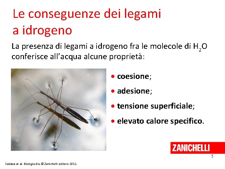 Le conseguenze dei legami a idrogeno La presenza di legami a idrogeno fra le