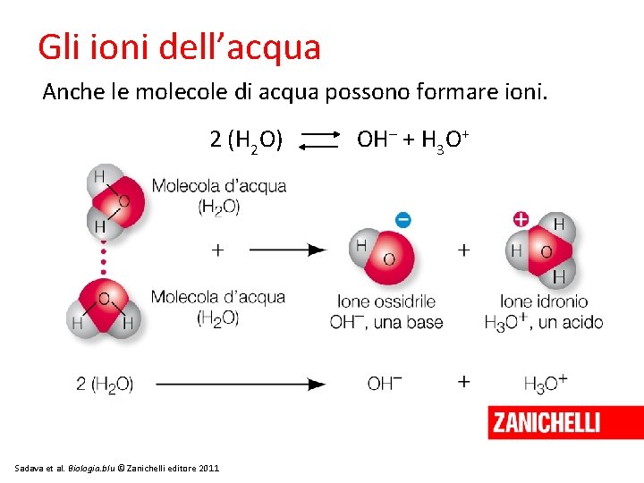 Gli ioni dell’acqua Anche le molecole di acqua possono formare ioni. 2 (H 2