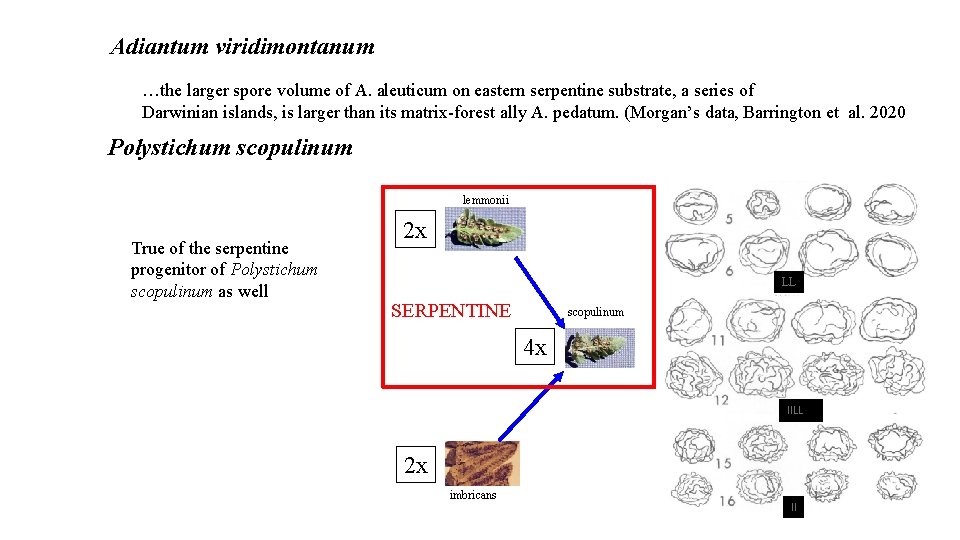 Adiantum viridimontanum …the larger spore volume of A. aleuticum on eastern serpentine substrate, a