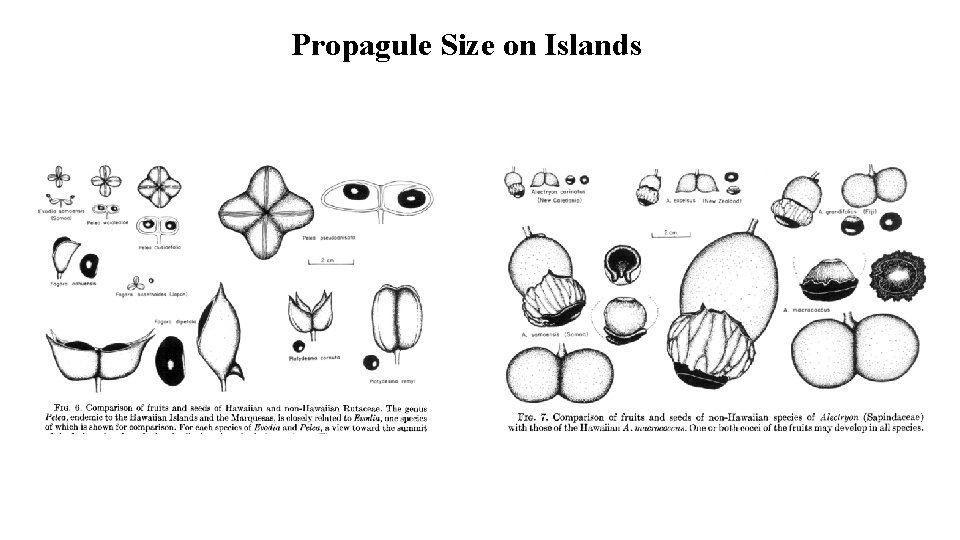 Propagule Size on Islands 
