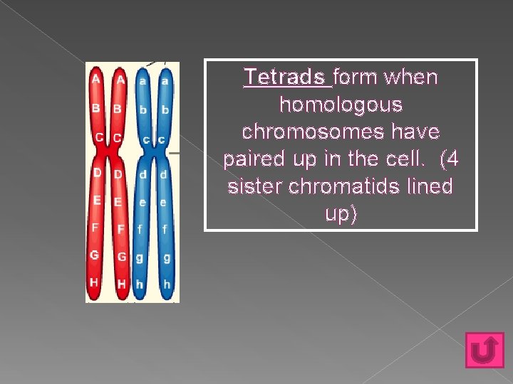 Tetrads form when homologous chromosomes have paired up in the cell. (4 sister chromatids Tetrads form when homologous chromosomes have paired up in the cell. (4 sister chromatids