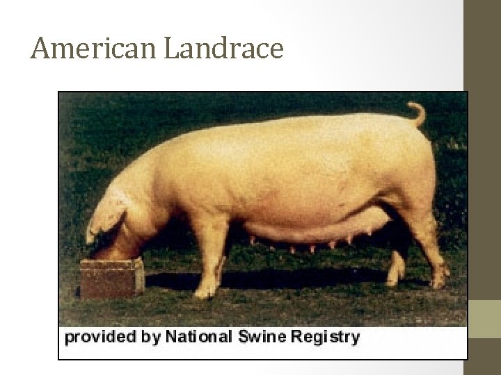 American Landrace 